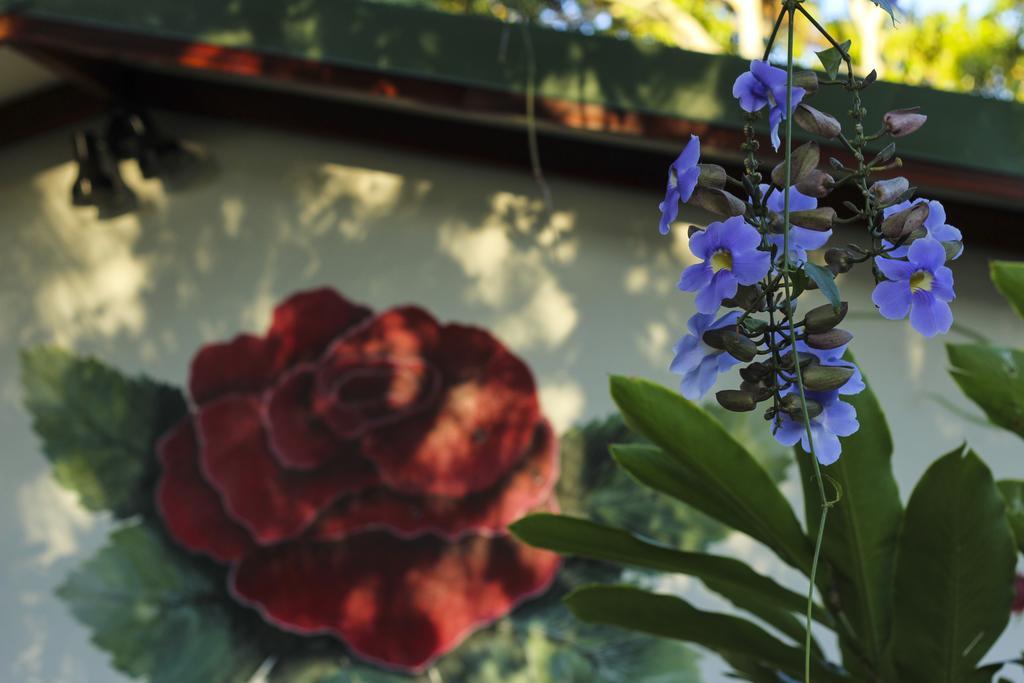 La Rosa De America Alajuela