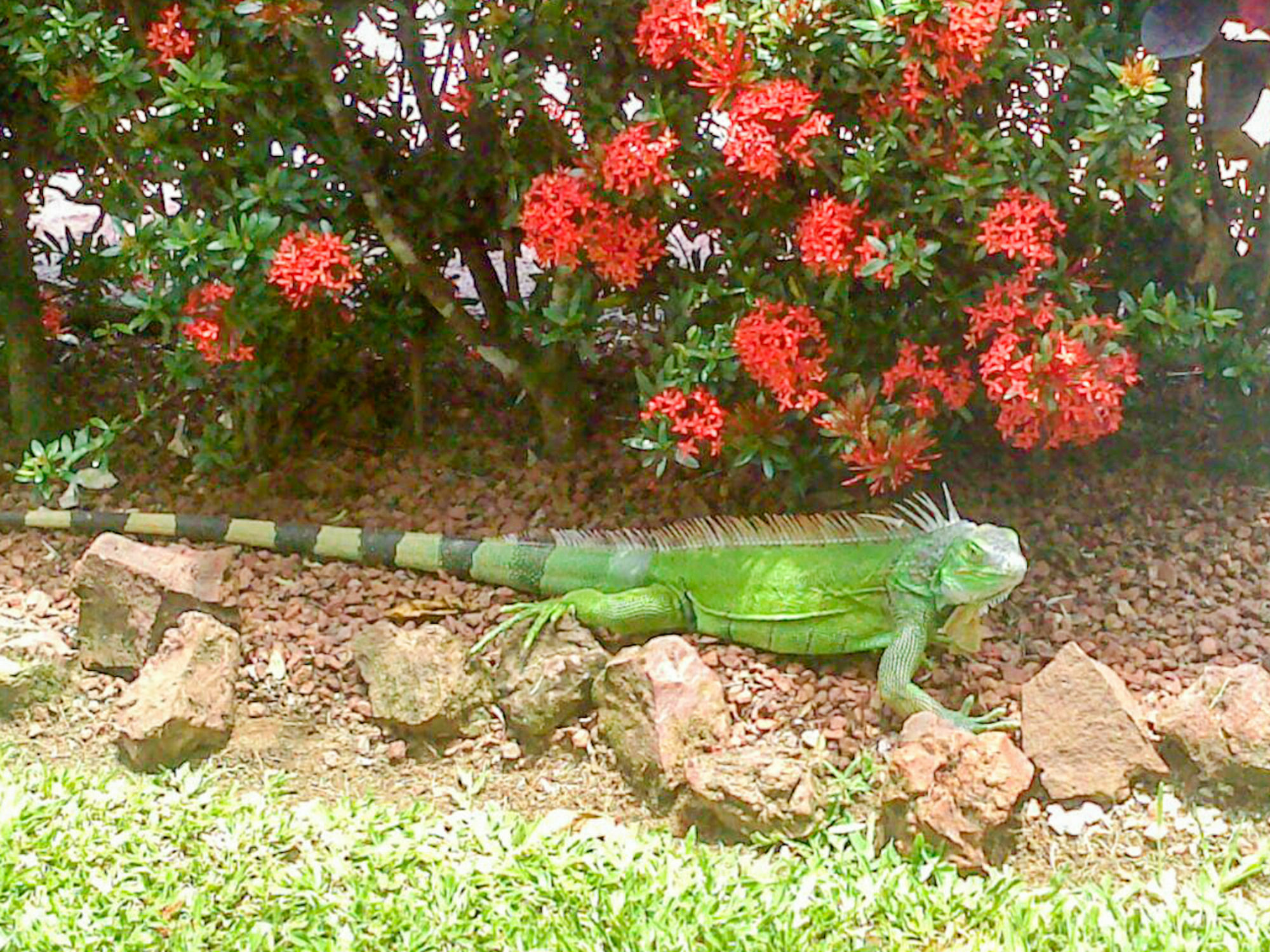 La Rosa De America Hotel Coyol